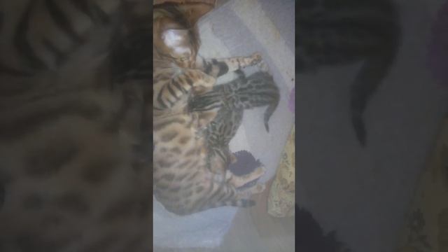 Золото Бенгалов питомник бенгальских кошек Екатеринбурга"Когда все чего то жрут", помет декабрь 202