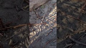 как сделать плетеные изгороди