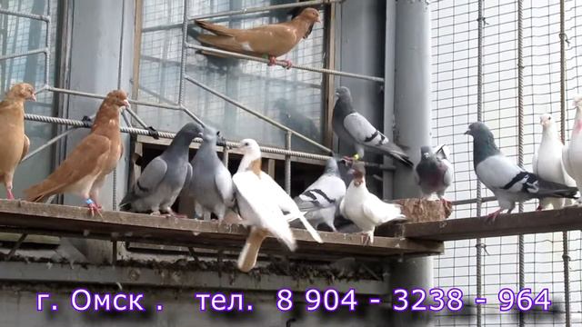 Голуби в Омске ( сентябрь 2018 г ) смотреть онлайн