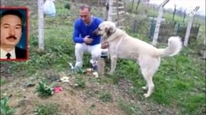 Сын пришел навестить могилу отца, увиденное заставило его рыдать