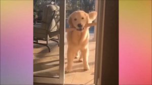 милые пёсики