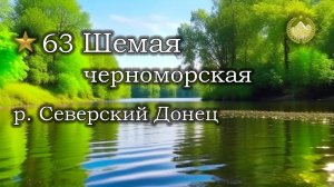 ✮ р. Северский Донец ✮ Трофейная Шемая черноморская ✮