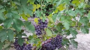 Виноград БОРДО Сверхранний и Подарок Несветая 2020 ОБЪЕКТИВНО необъективное (из-за погоды)сравнение