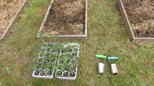 16 Мая 2022 года. Высадка помидорной рассады низкорослого сорта Жиголо! смотреть онлайн
