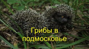 По грибы в начале июля в подмосковье