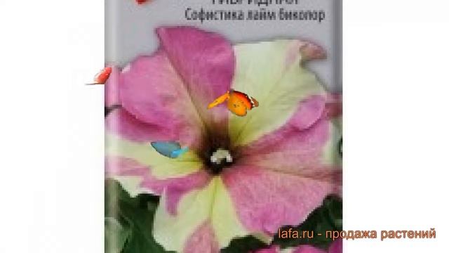 Петуния гибридная Софистика лайм биколор ? обзор: как сажать, семена петунии Софистика лайм биколор