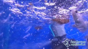 Редкие и популярные аквариумные рыбки в АкваИнтерио: есть то, чего нет у других!