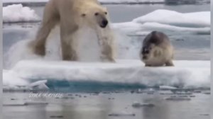 Белый медведь. Полярный медведь. Polar bear. Белый медведь - царь Арктики