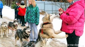 Катание на собачьей упряжке. Катание на хаски. Нарты с колесиками.