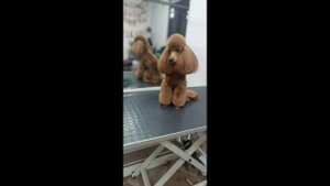 Комплексный уход для миниатюрного пуделя.