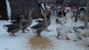 Гуси холмогоры и тульские
