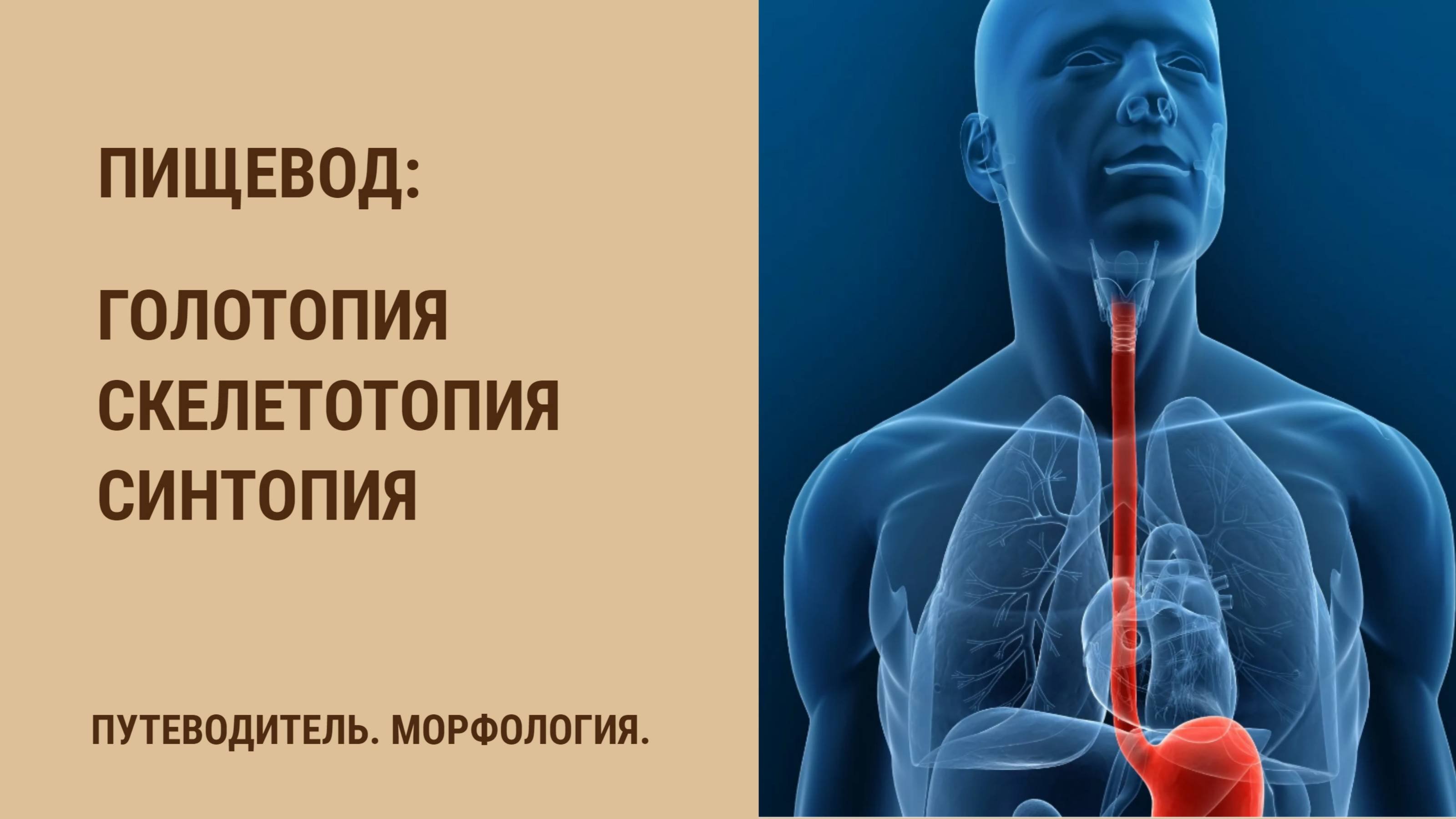 Пищевод. Голотопия. Скелетотопия. Синтопия