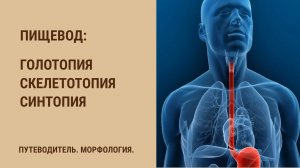 Пищевод. Голотопия. Скелетотопия. Синтопия