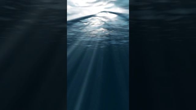 how the underwater inhabitants see the sea#Shots#как видят море подводные жители