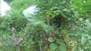 Отводки мелколистных вязов, покажу результат.