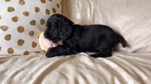 Cocker Spaniel puppies - 8 weeks old