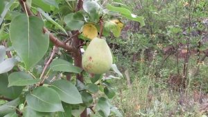 Чем подкармливаю молодую грушу в августе и сентябре для хорошей зимовки