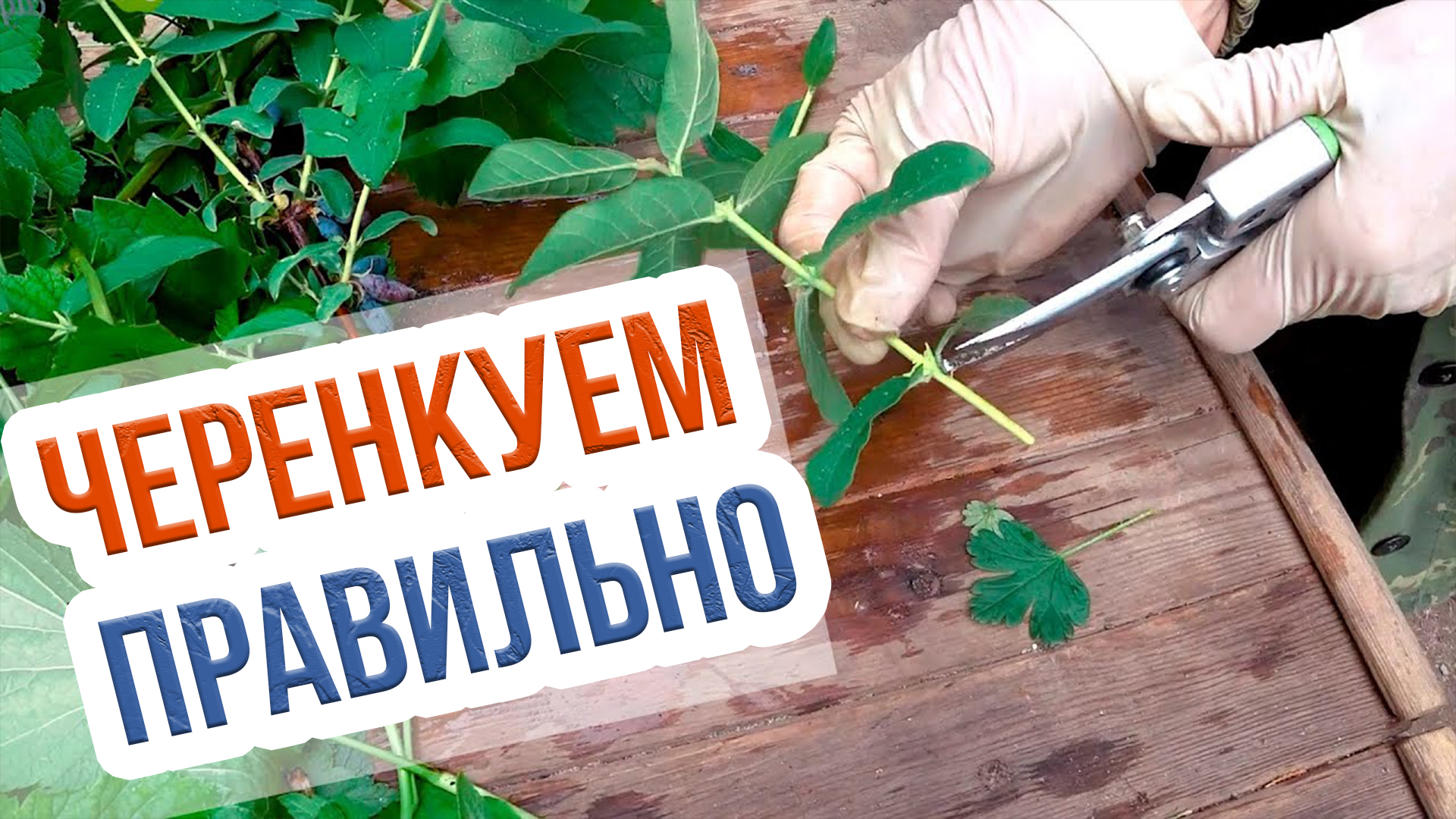 Зеленое черенкование садовых культур. Заготовка черенков смородины, жимолости, винограда