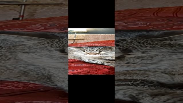 конец нации из-за нашествия геев? смотреть онлайн