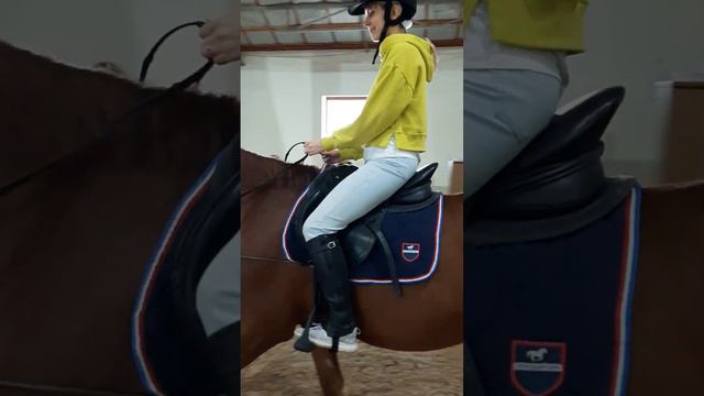 Обучение конному спорту смотреть онлайн