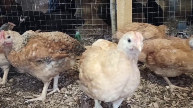 Французький бройлер "Сассо" смотреть онлайн