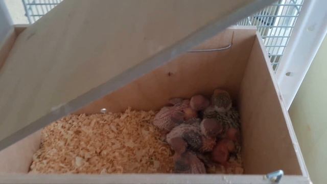 ? Как обустроить гнездовой домик для выставочных и простых волнистых попугаев смотреть онлайн