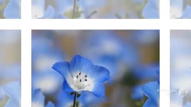 Nemophila - garden plants смотреть онлайн