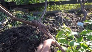 Пора делать прививку винограда зелёным в зелёное...
