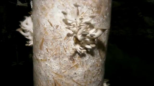 грибы вешанки смотреть онлайн