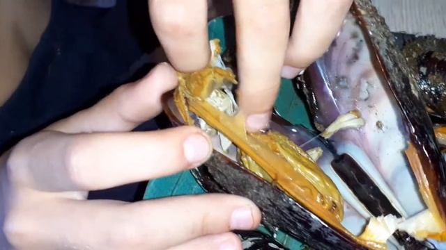 Никита кушает мидии и гребешок ? Морские двустворчатые моллюски смотреть онлайн