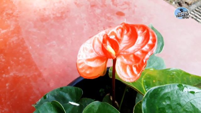 Anthurium ll ඇන්තූරියම් - Thunkal U Tv смотреть онлайн