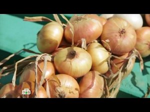 "Еда живая и мёртвая": Факты и мифы о луке, семечках и вегетарианстве (15.10. 2016)