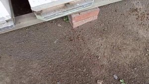 Весна пчёлы выгоняют трутня.