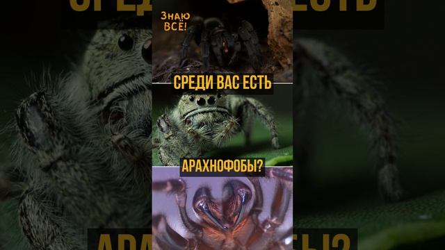 Много ли вы знаете о пауках?!? Среди Вас есть арахнофобы??