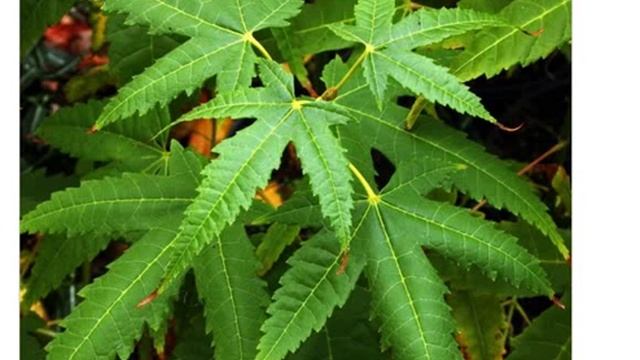 Семена клен элегантный купить продажа смотреть онлайн