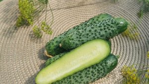 Классный гибрид огурца МАДРИЛЕНЕ F1.