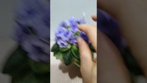 Фиалка миниатюрная Н-Морской прибой. Обзор