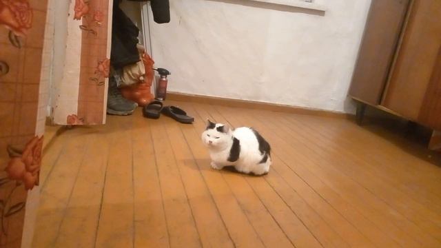 Кот вася кто ждет тот всегда дождется смотреть онлайн