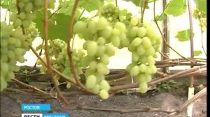 Житель Ростова уже много лет выращивает десятки сортов винограда