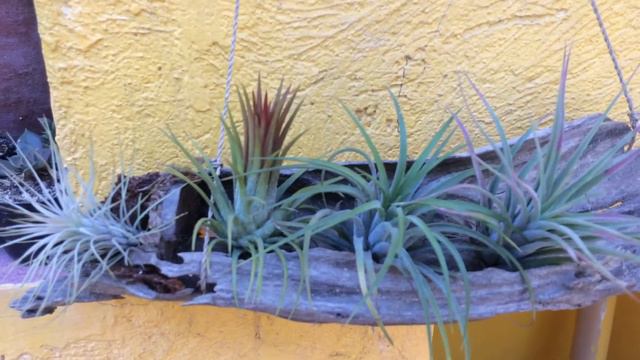Air Plants Arrangement using Driftwood | Tillandsia 🌱 смотреть онлайн