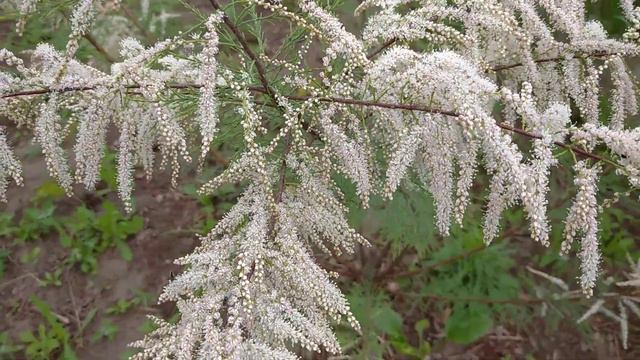 Білий тамарикс, нарешті перше цвітіння 🤗 смотреть онлайн