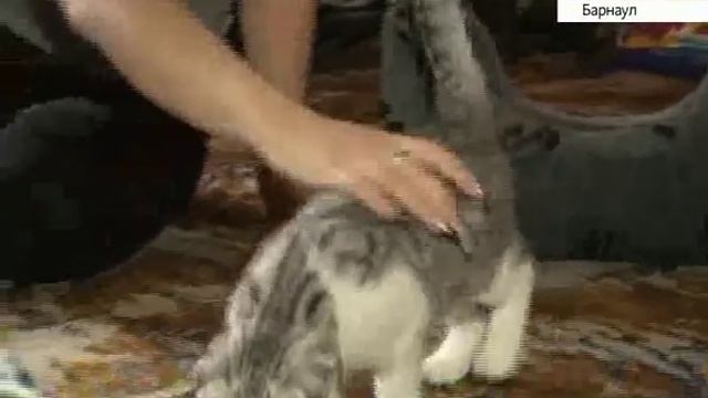 Как жительница Барнаула и африканская рысь уживаются в квартире смотреть онлайн