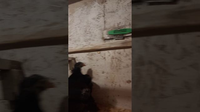 Цыпленок  Кохинхин.