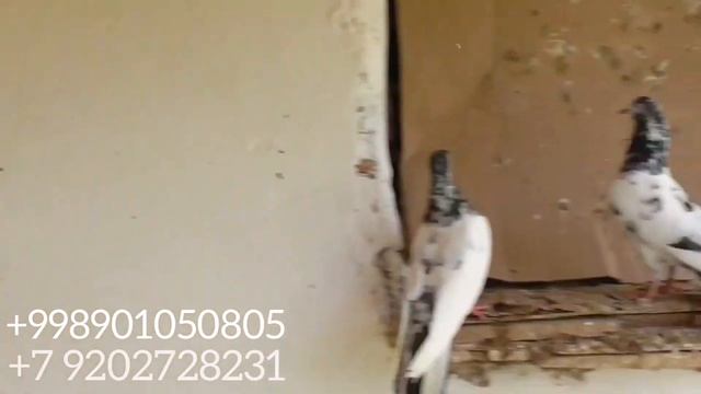Пакистанские голуби породы ТЕДДИ И КАМАГАРЫ. Pakistani pigeons of breed TEDDY AND KAMAGARA