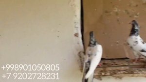 Пакистанские голуби породы ТЕДДИ И КАМАГАРЫ. Pakistani pigeons of breed TEDDY AND KAMAGARA