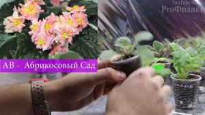 ✅СРОЧНО ПОСМОТРИТЕ НА КРАСОТУ ЭТИХ ФИАЛОК!  Я В ВОСТОРГЕ ОТ ЭТИХ СОРТОВ!