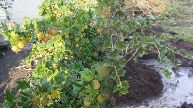 Как пересадить крыжовник на другое место без вреда для него смотреть онлайн