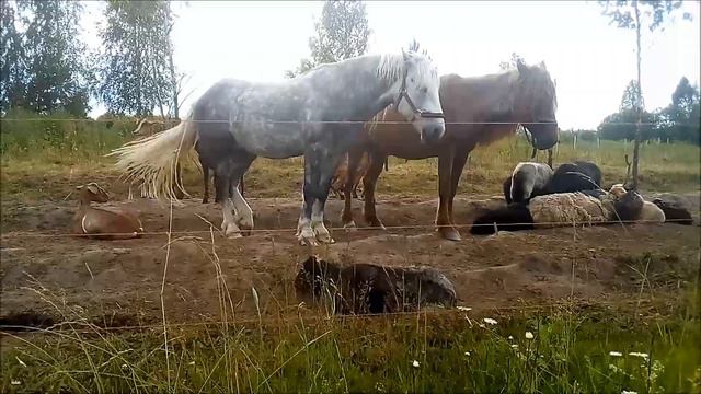 ИСЧЕЗЛА ПТИЦА и всё её имущество