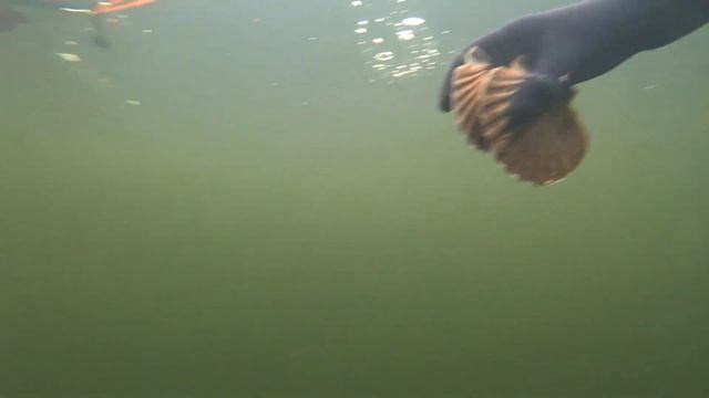 Scallops / МОРСКОЙ ГРЕБЕШОК смотреть онлайн