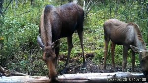 Солонец, подкормка лосей, лось,